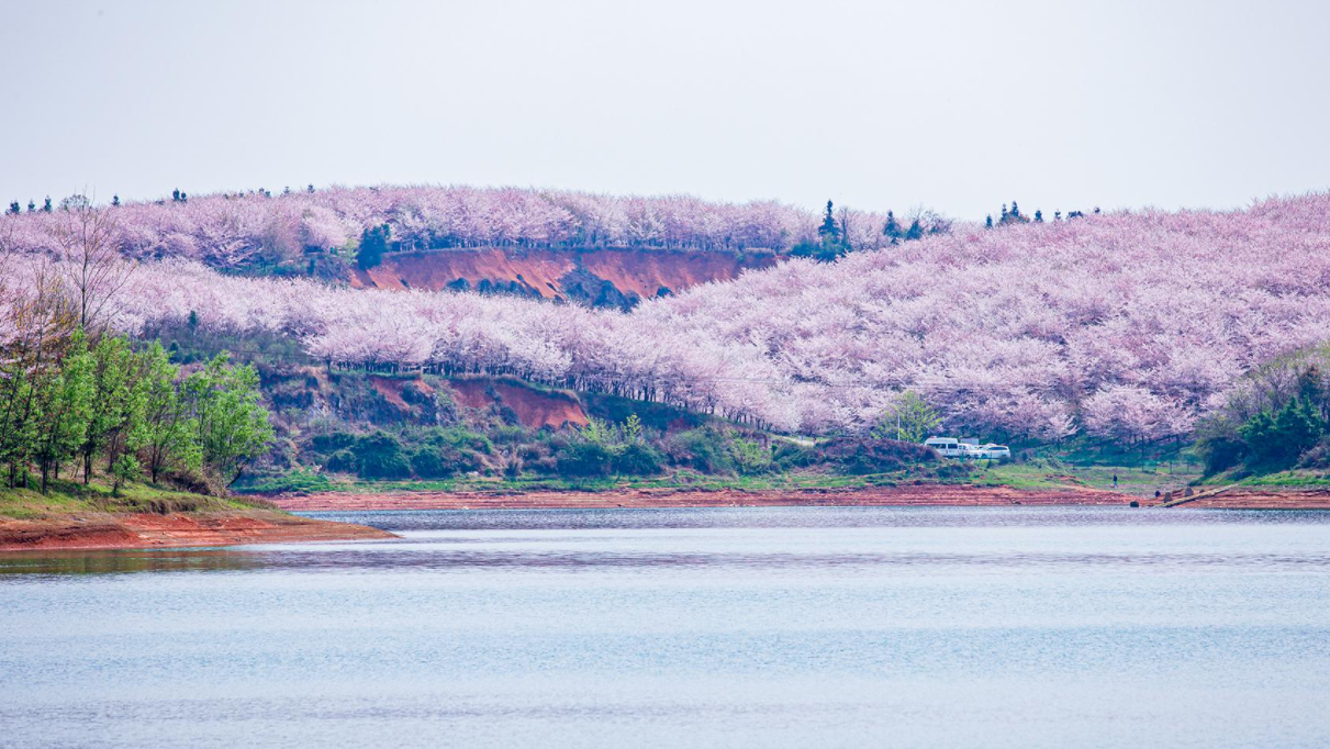 【踏春赏花季】贵州平坝农场万亩樱花园赏花踏青一日游(打卡醉美旅拍