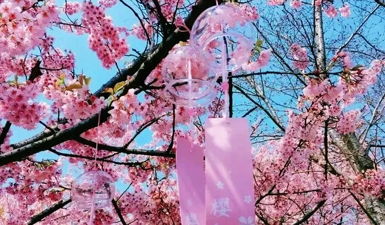 贺州园博园庆民俗三月三樱花风车节门票