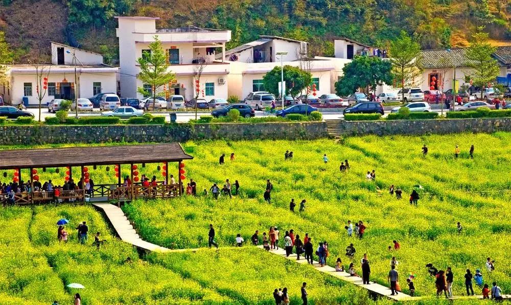 【广州出发】从化天适樱花园 红山村赏油菜花一日游