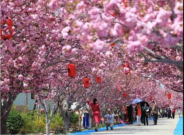 【广州出发】从化天适樱花园一日游(赏樱花 黄花风铃)