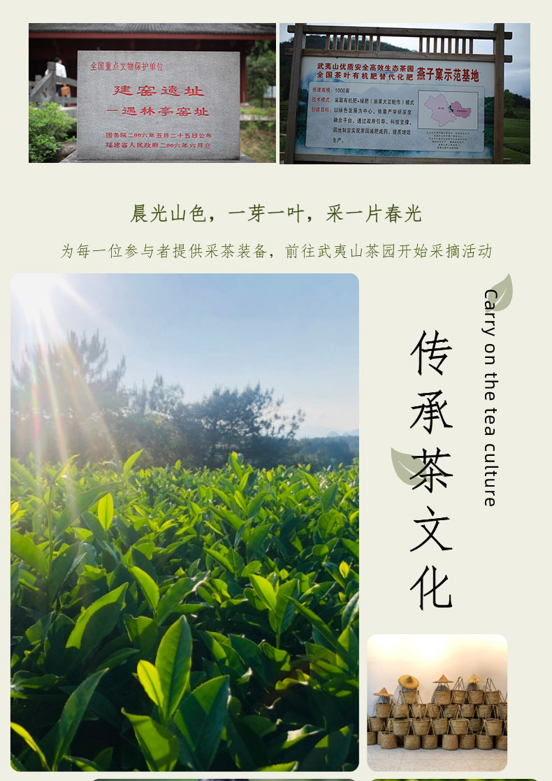 武夷山茶之旅 遇林亭窑址 燕子窠生态茶园基地一日游.