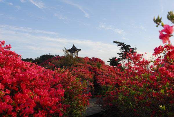 赏红叶泡温泉麻城龟峰山温泉向明乌桕红叶一日游初冬好选择周边人气