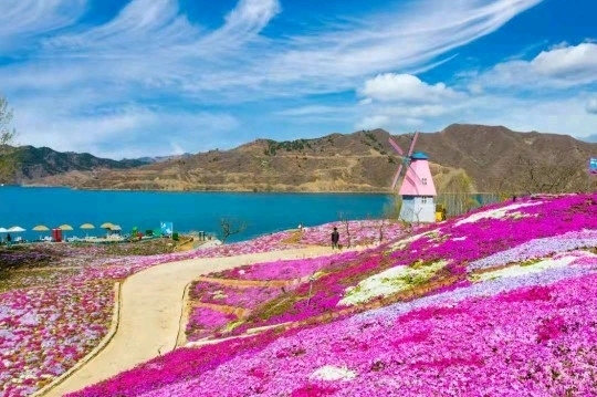 迁西雨花谷芝樱花海!_游记