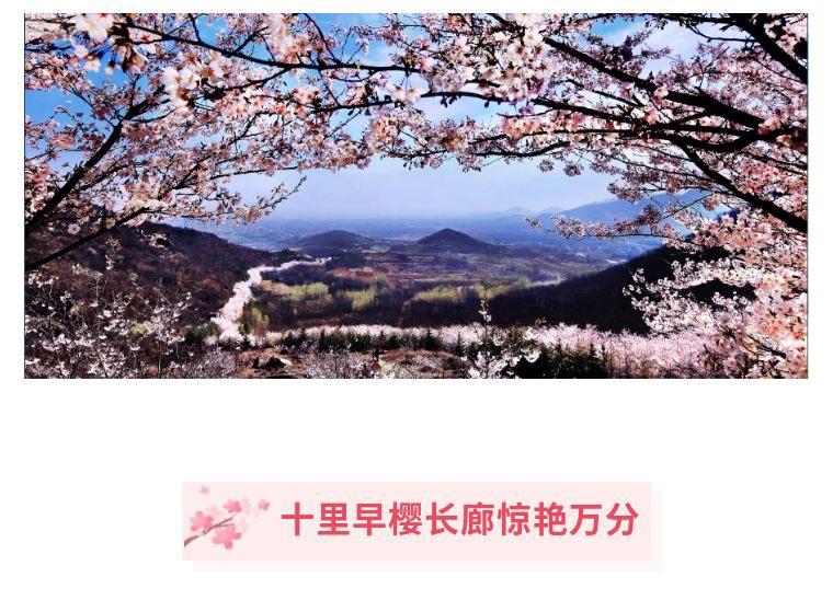 山东滨州邹平樱花山风景区门票 踏青赏樱 电子票 (盛花期预计时间 3月