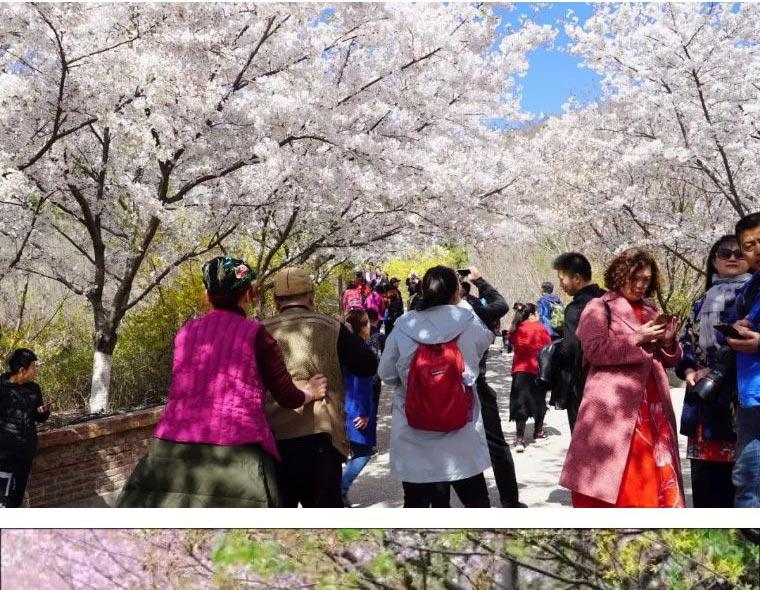 山东滨州邹平樱花山风景区门票 踏青赏樱 电子票 (盛花期预计时间 3月