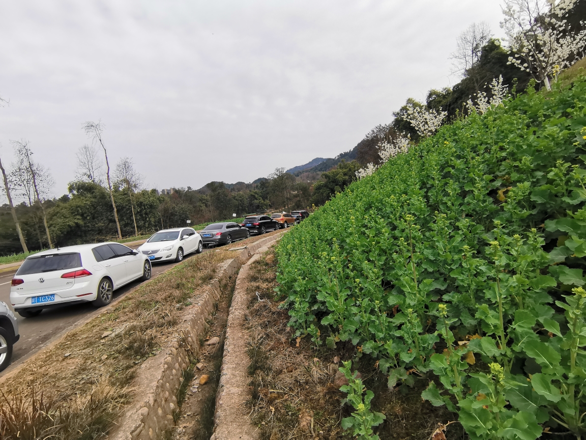 成都周边自驾游～蒲江县樱桃山景区,2021年2月17日.