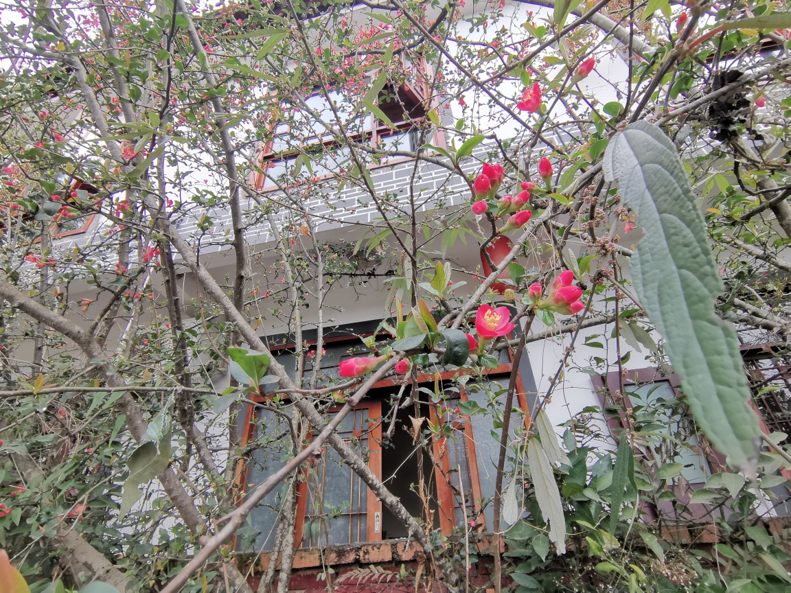 成都周边自驾游～蒲江县樱桃山景区,2021年2月17日.