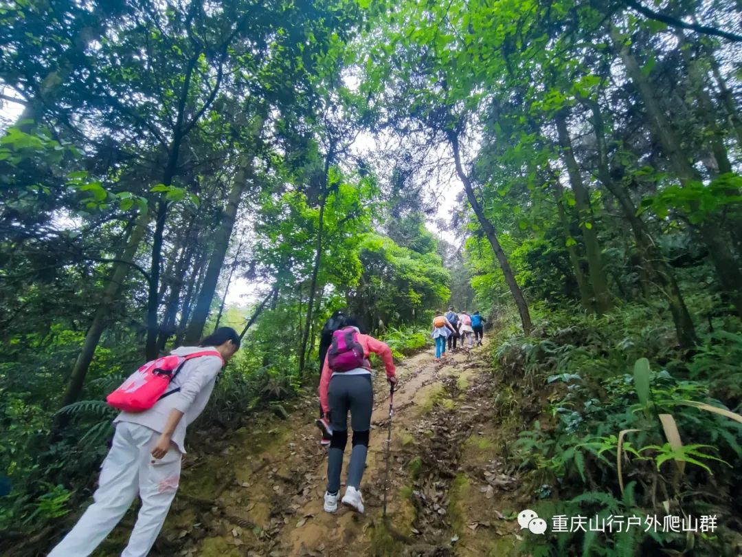 山行游记-探路重庆虎峰山:只为找到