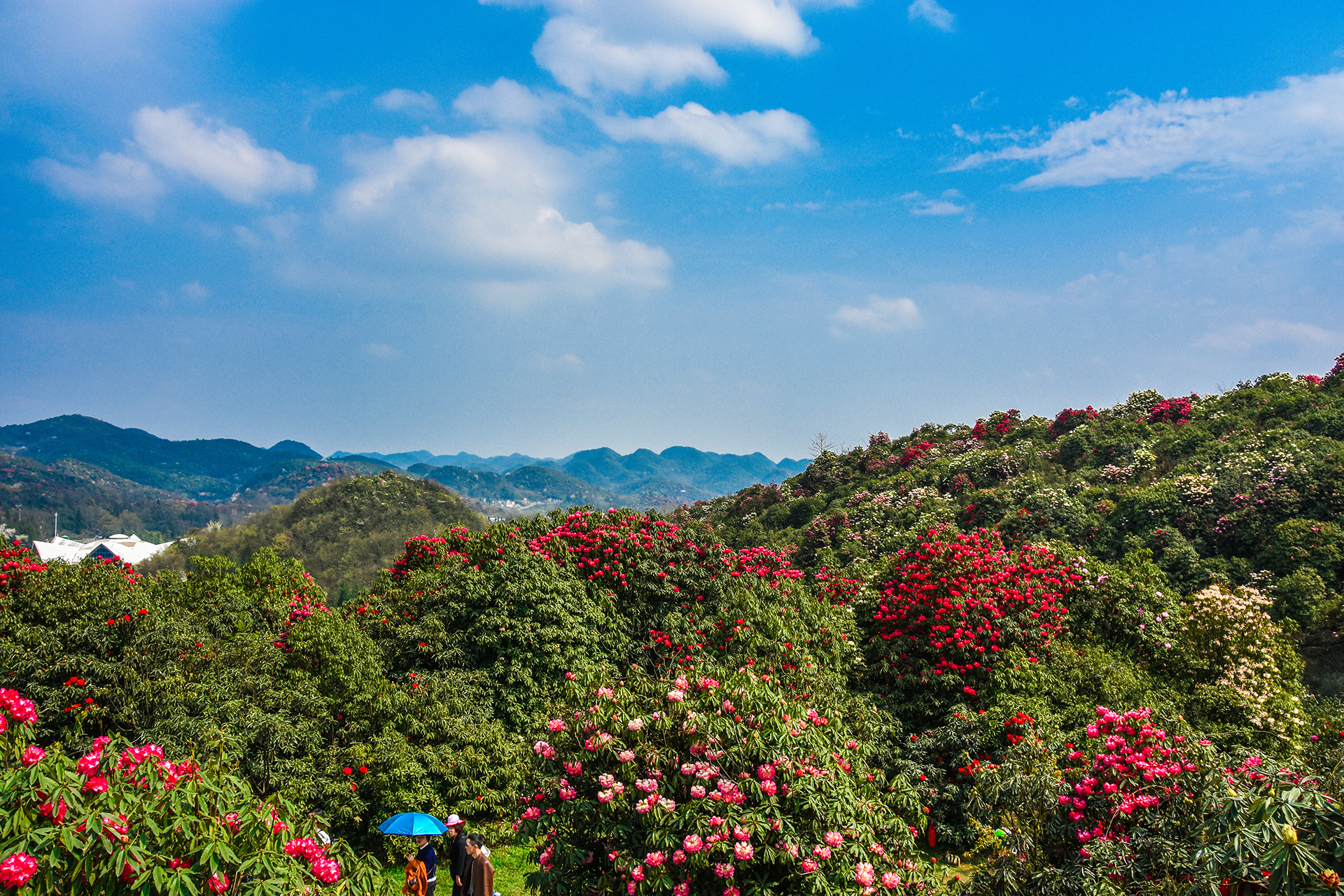 【赏花专线】贵州毕节百里杜鹃风景名胜区包车1日游(60多种杜鹃花