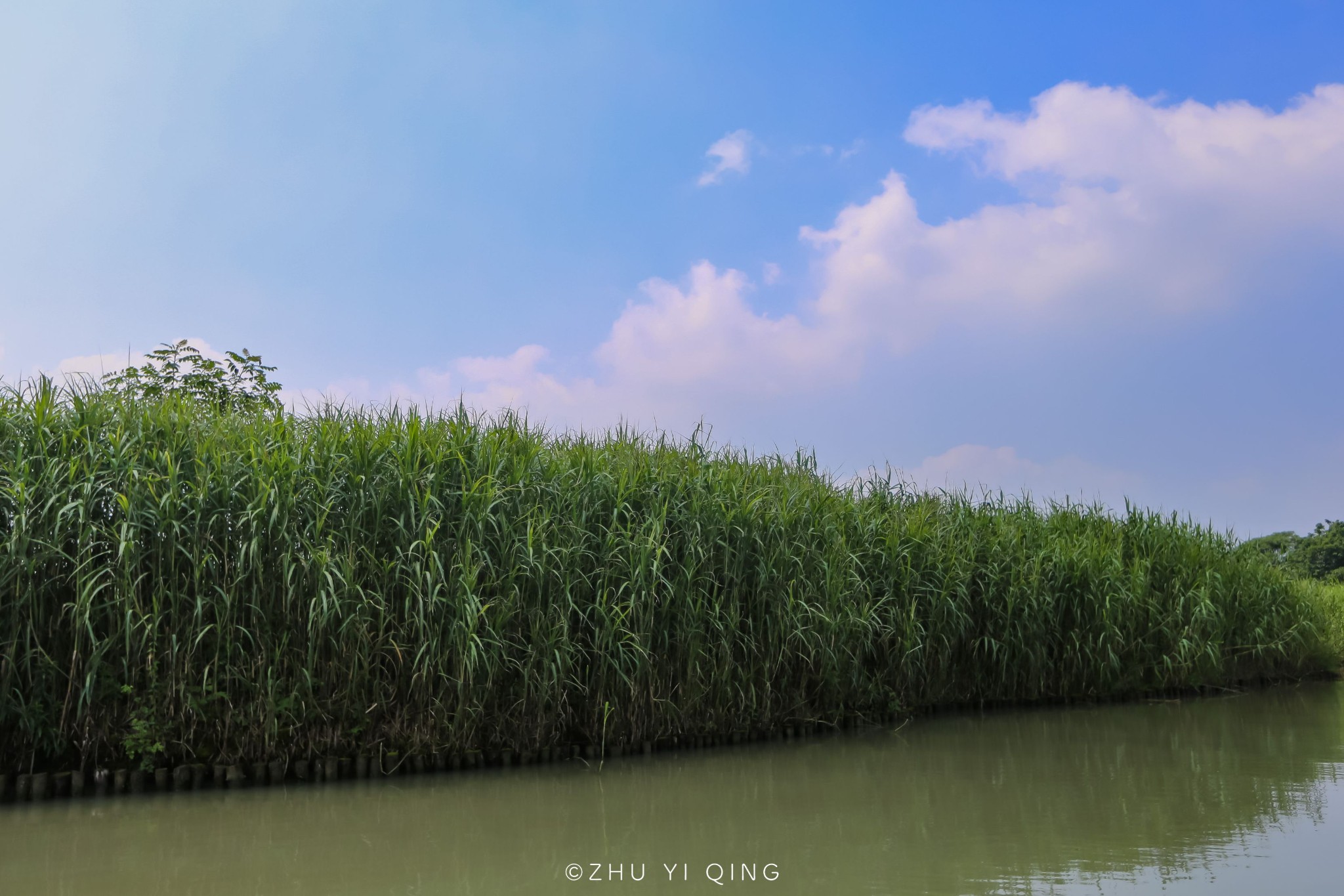 初夏走入德清下渚湖,赏白鹭满天,享飞天之乐