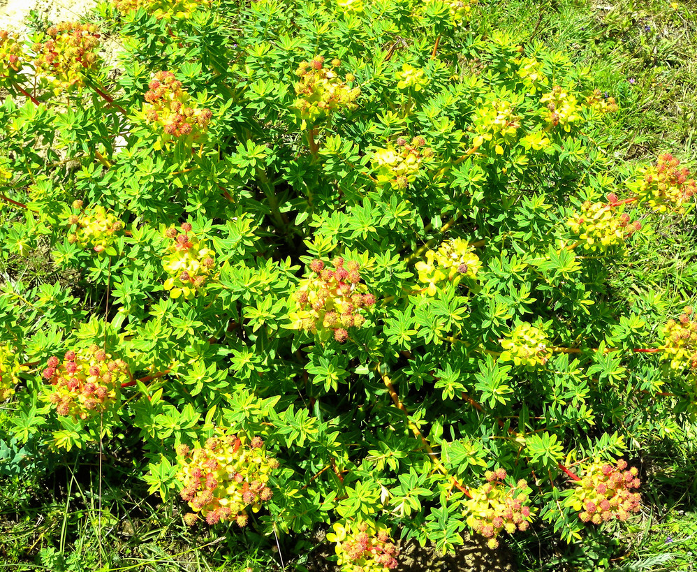 狼毒花与白桦林 香格里拉8月9日上午4 马蜂窝