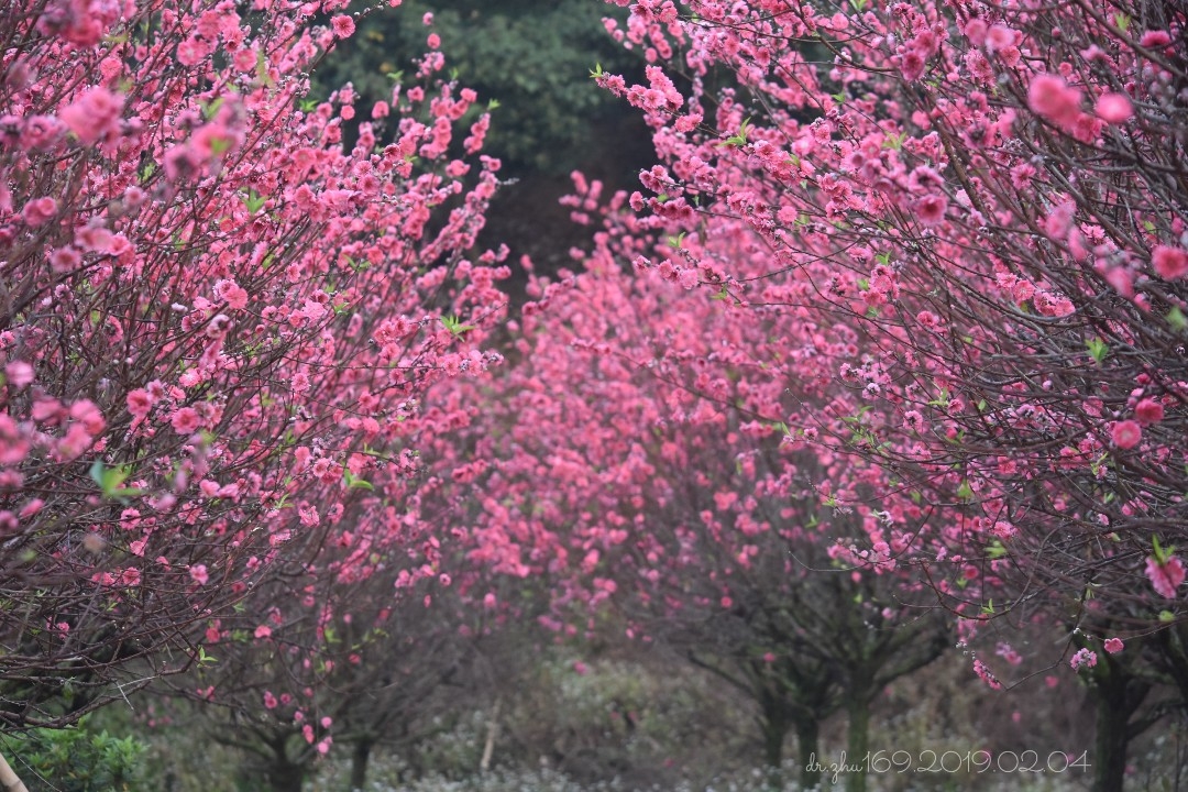 江门市白水带桃花园:在那桃花盛开的地方(小侨,2018.03.07,2019.02.