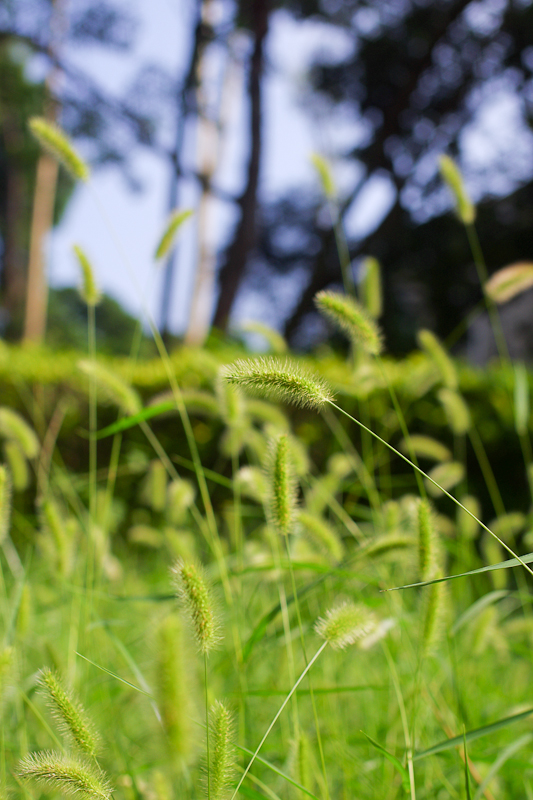 夏天绿意葱葱的狗尾巴草.