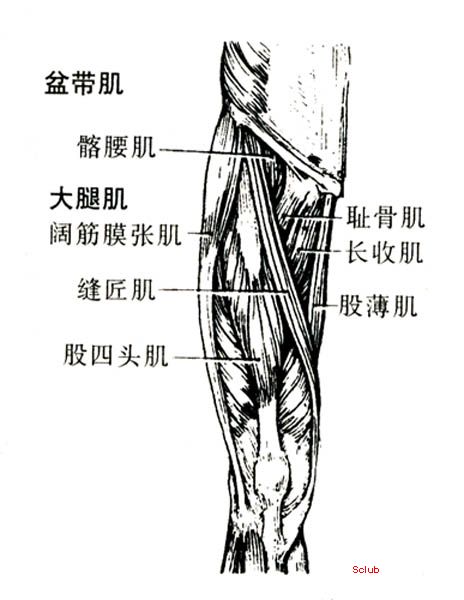 大量图片让你认识自己的骨骼肌