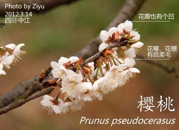 树是从哪里来的种子 wKgBt09732qvnhxfAACZZn9MpS444.jpeg?imageView2%2F2%2Fw%2F680%2Fq%2F90%7CimageMogr2%2Fstrip%2Fquality%2F90