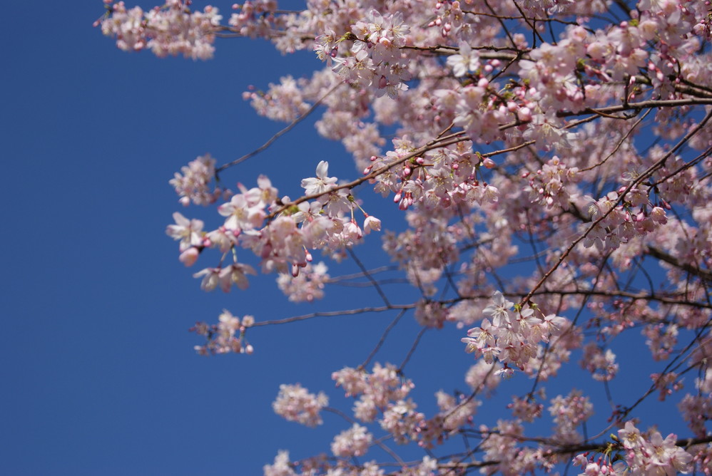 【北京赏花时间+地点】3-6月北京赏花好去处