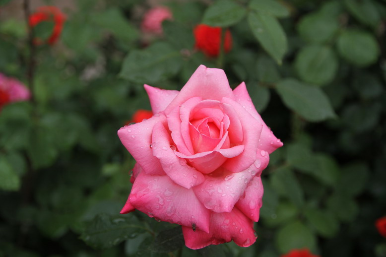 wKgByU-umgDCUXynAAE-i9oCWno93.jpeg?imageView2%2F2%2Fw%2F600%2Fh%2F600%2Fq%2F90