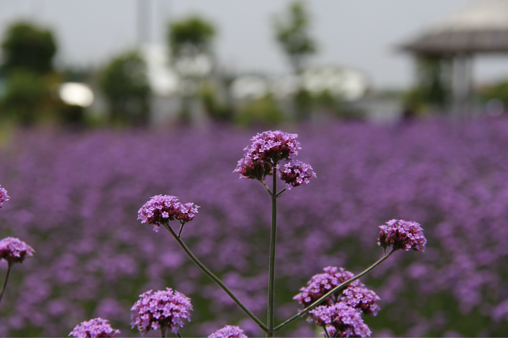 【崇明薰衣草节】2023崇明薰衣草节时间、地点、门票，2023崇明薰衣草节