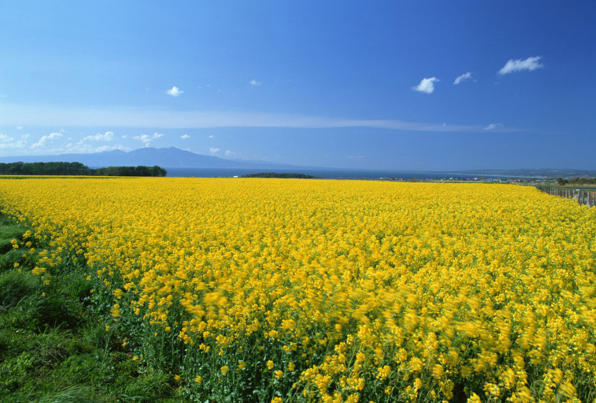 中国最美油菜花,中国最美油菜花海