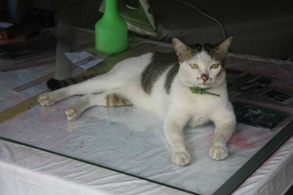 小黑猫和小白猫的颜值排名 wKgB3FESVmeAbUrzAAYHx6wpIek08.jpeg?imageView2%2F2%2Fw%2F600%2Fh%2F600%2Fq%2F90