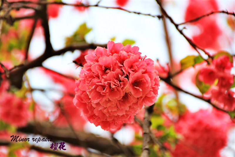 今年第一个樱花节，大年初一开幕啦！