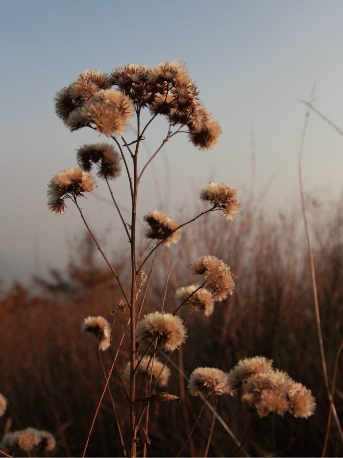 花开花落寂无声 花碎满地无人怜