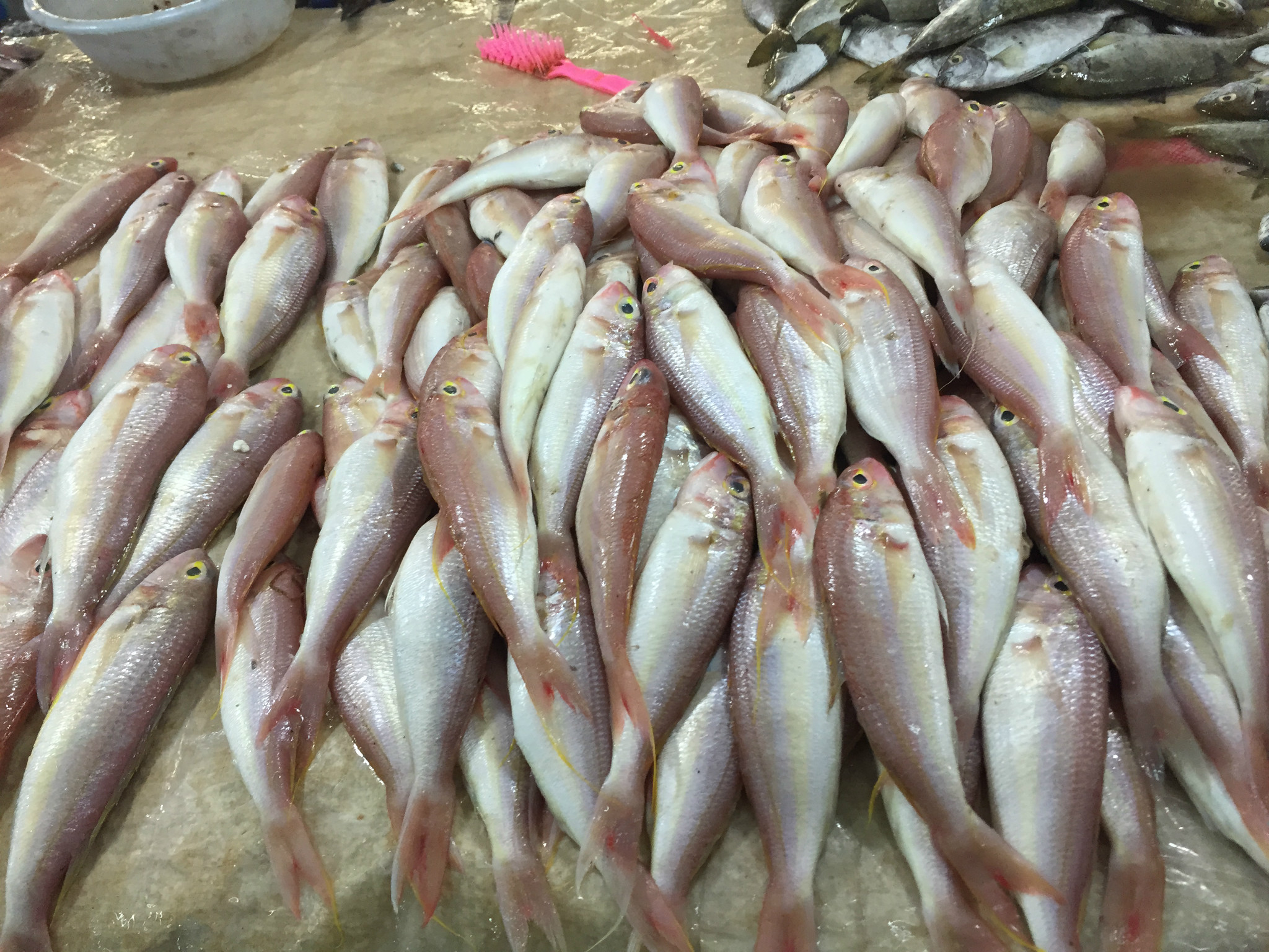 东兴菜市场里各种各样的鱼