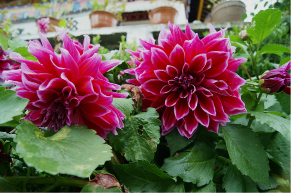 什么叫水性杨花 wKgB3FG0G-OAYdf6AA1ybJvvLV448.jpeg?imageView2%2F2%2Fw%2F600%2Fh%2F600%2Fq%2F90