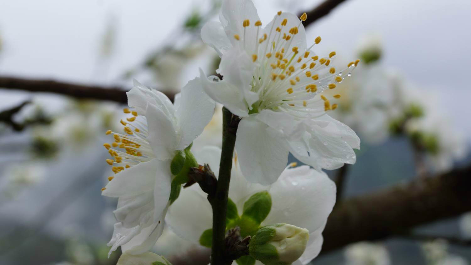 开在三月与桃花,李花,樱花争艳的杏花.