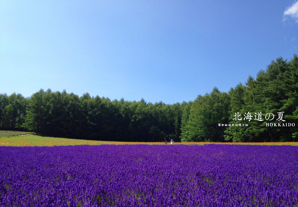 北海道薰衣草花期,2018日本北海道薰衣草最晚开到什么