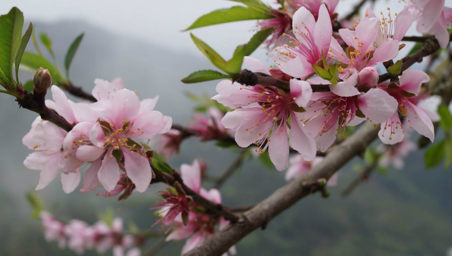 枇杷开花,你见过吗?