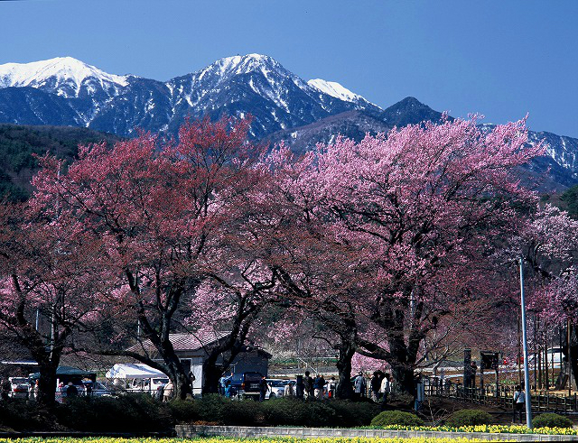 日本的樱花