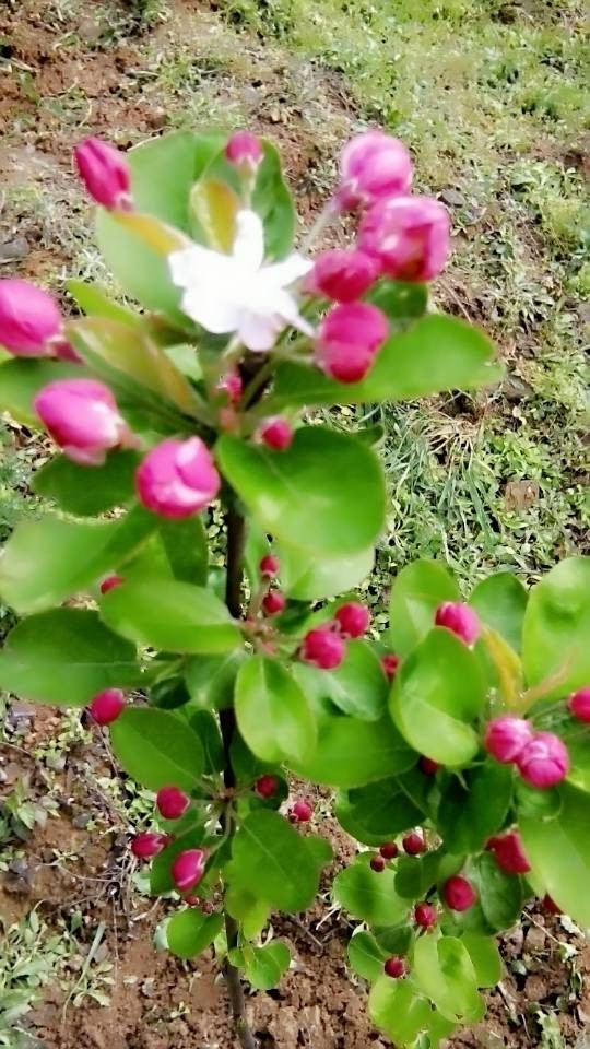 回复帖子:诚征"开心果花"的照片