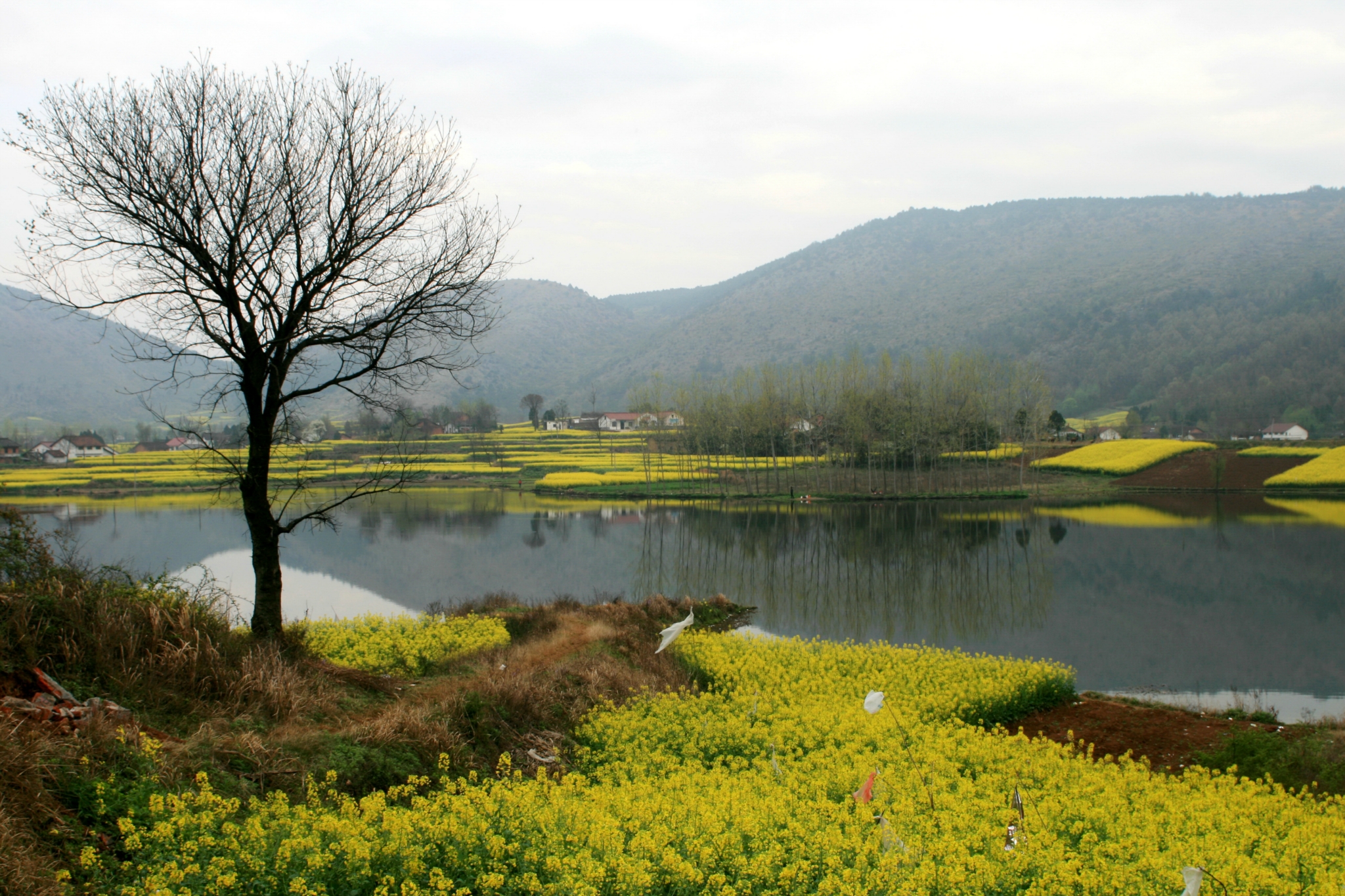 汉中陈家村水库油菜花