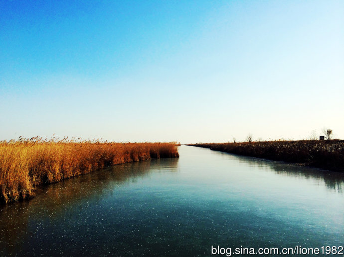 黄河口湿地生态旅游区占地23万亩,都处在黄河三角洲之内,地貌以芦苇