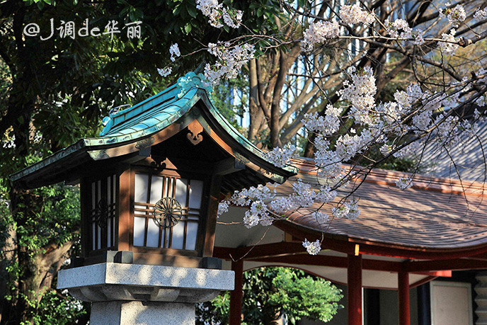 东京 樱花季 购物赏樱两不误 东京旅游攻略 马蜂窝