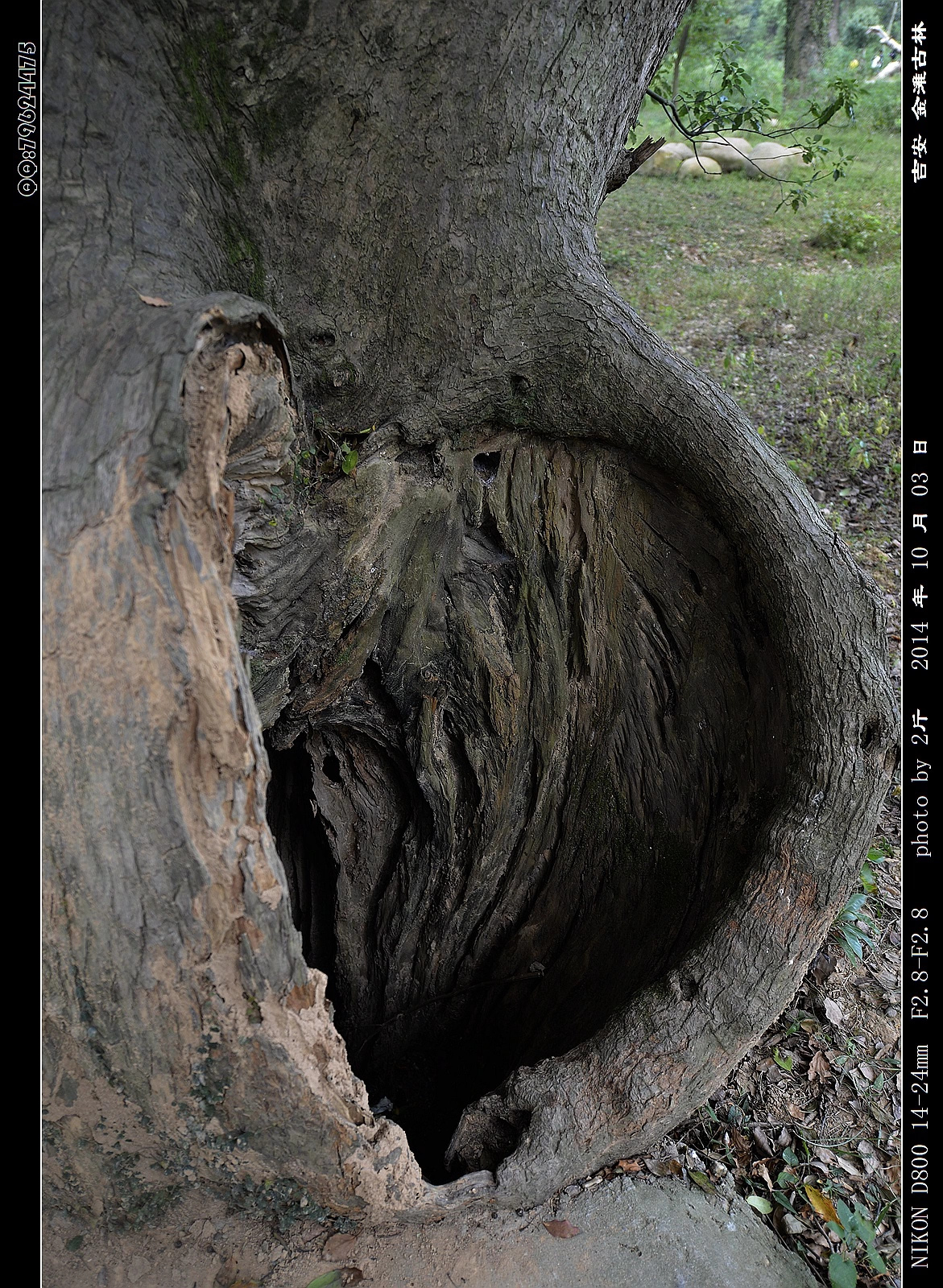 这树洞像一颗心.
