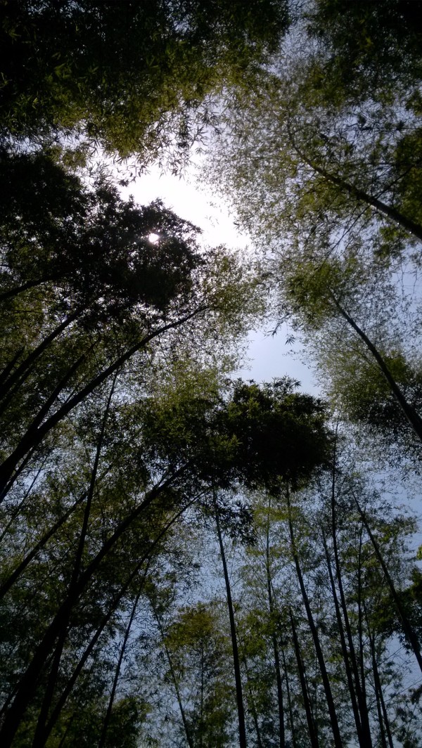 永川游玩茶山攻略,永川游玩攻略