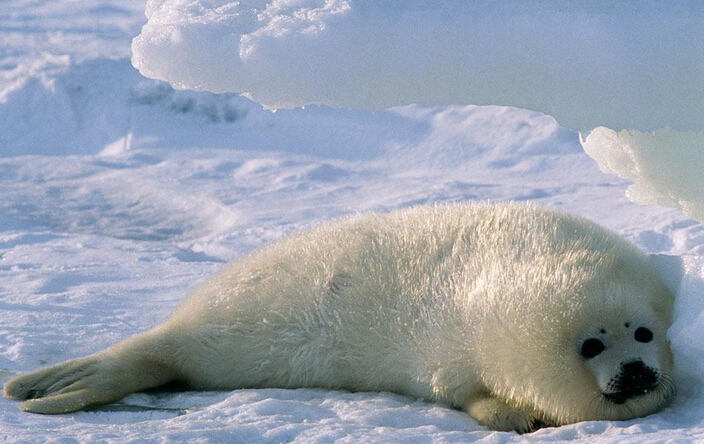 北极圈|竖琴海豹
