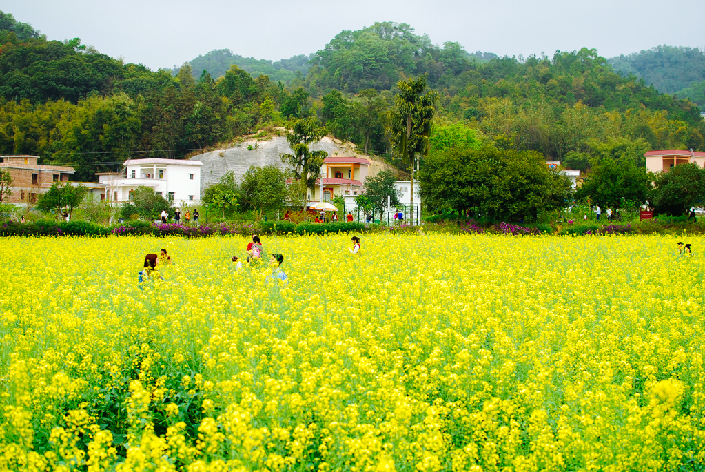 广州红山村赏油菜花海 塱头古村 踏春休闲一日游