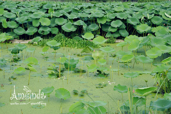 怎样才算真正的出水芙蓉 wKgB6lPxgnuAb4UnAAPsfyPpQjg47.jpeg?imageView2%2F2%2Fw%2F600%2Fh%2F600%2Fq%2F90