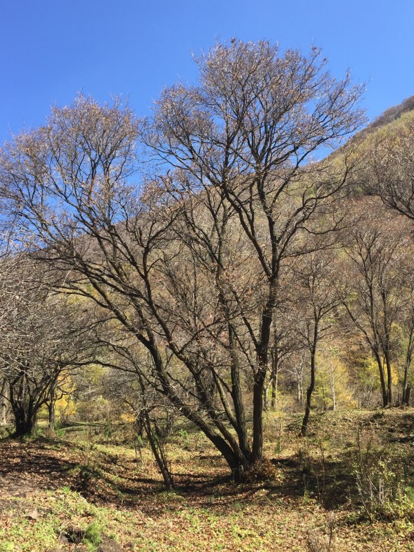 黑龙山森林公园位于河北省张家口市赤城县黑龙山林场。该公园地处北京正北方向,与延庆一山之隔,距北京240公里,是距京较近的一处原生态森林公园。 公园包括三个景区: (我们此次只游览了东猴顶景区的一小部分)(1)黑河源景区因该景区有黑河源头标志而得名。黑河是首都北京主要饮用水源头。源头有自涌泉多处,清澈透明,建有黑河源头石刻和黑河简介。石刻为黑河源头,落款为湘人晚发,为湖北人刘晚发所书。 (2)东猴顶景区因该景区有东猴顶山峰而得名。东猴顶海拔2292.