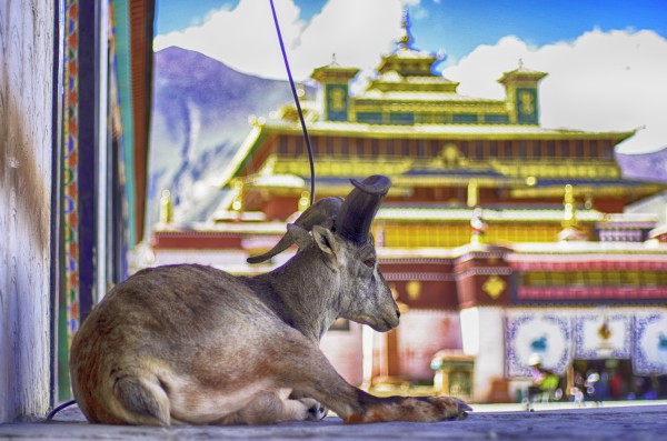 一个太阳底下一群小鸡仔猜成语_我是一个小太阳图片(3)