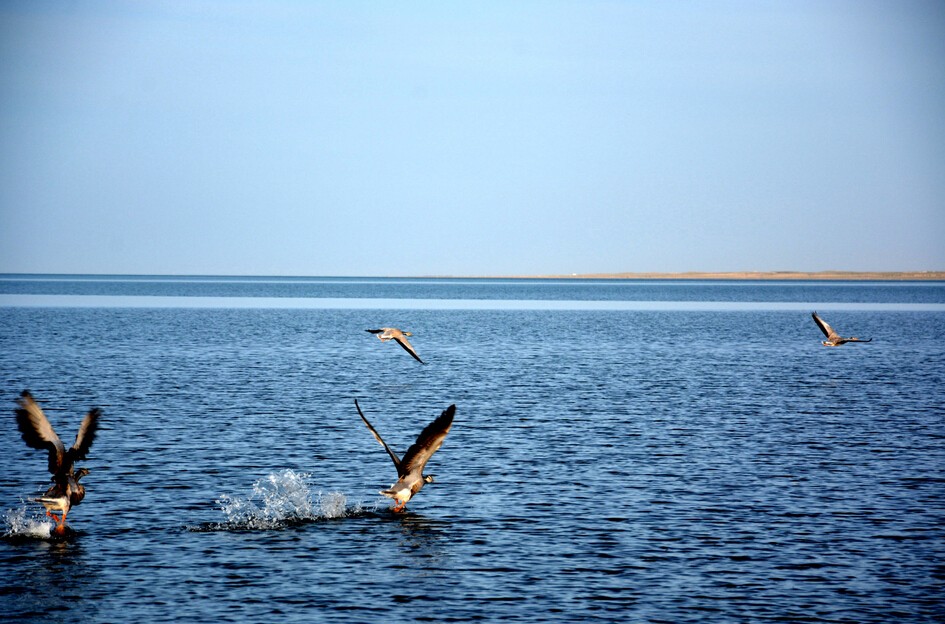 青海湖观鸟，去青海湖看鸟的最佳时间