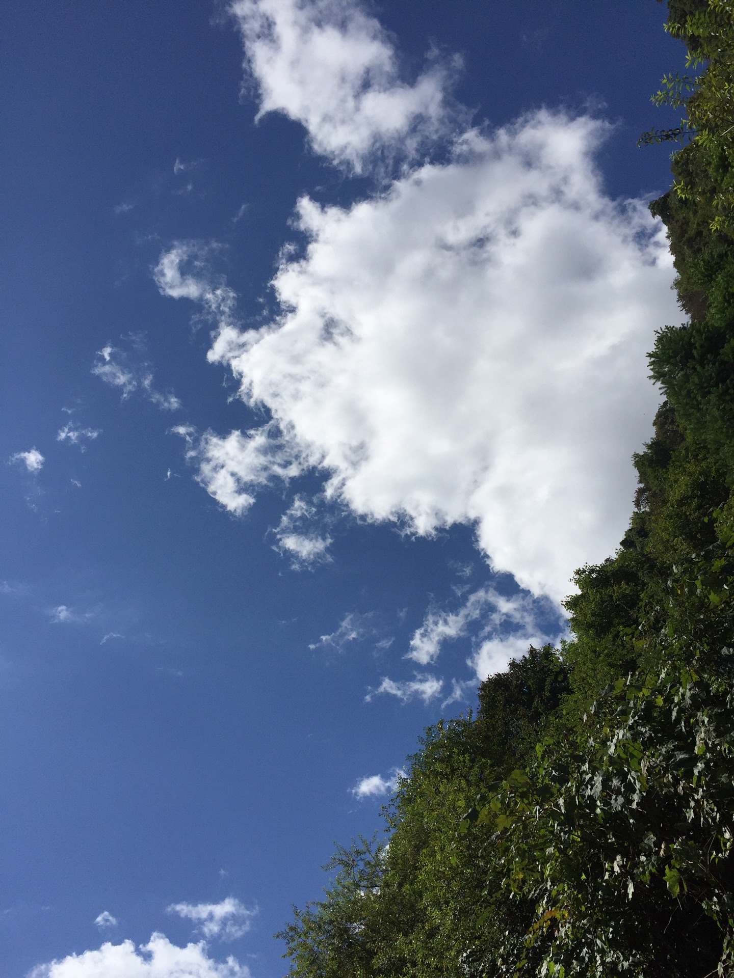 wKgBs1f7iS2AUGEsAAqHX-LhNcc55.jpeg?imageView2%2F2%2Fw%2F600%2Fq%2F50