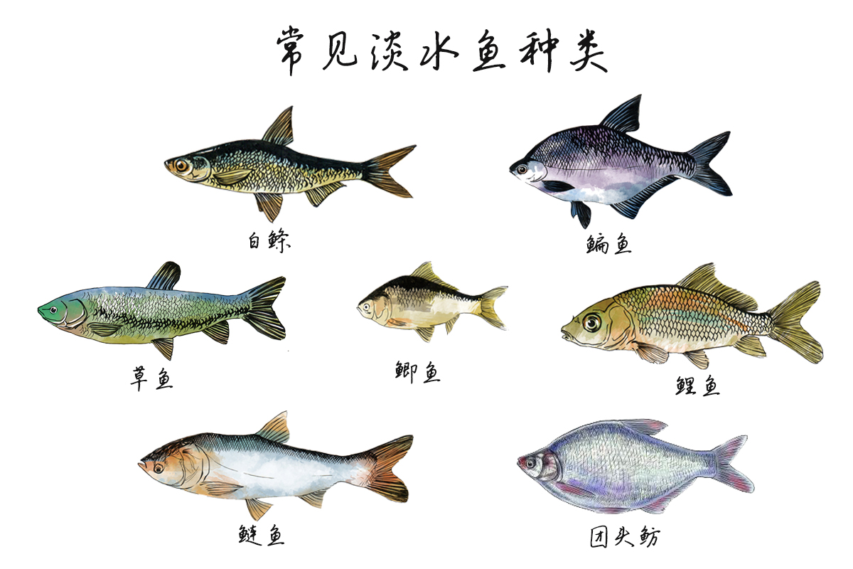 常见淡水鱼种类图例
