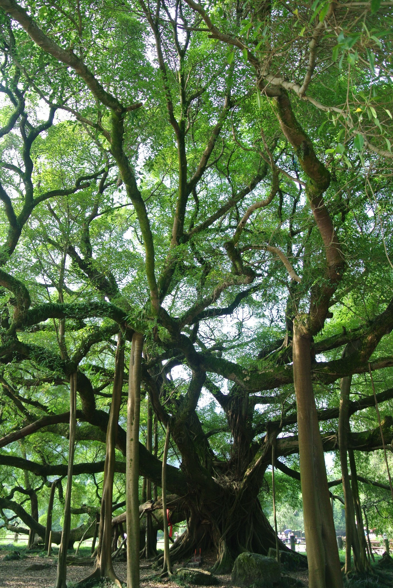 大榕树景区         