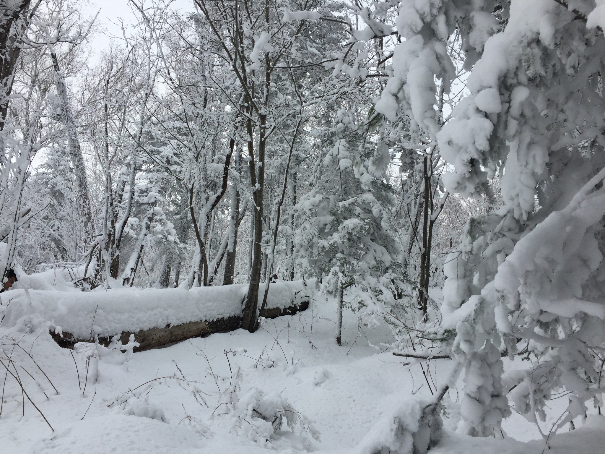 一路向北 去北方以北 感受最冷的寒冷 触摸最雪的雪天