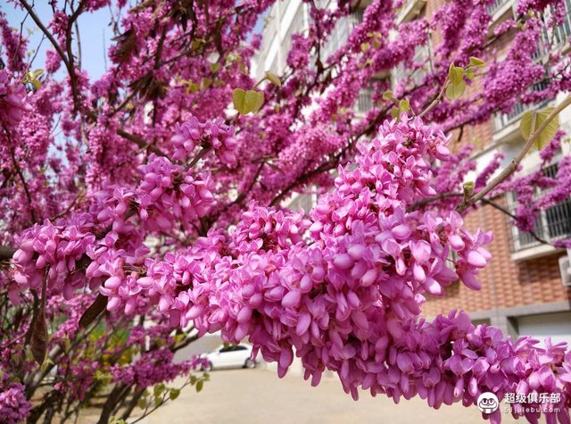 花树落花猜成语_落花图片唯美(2)