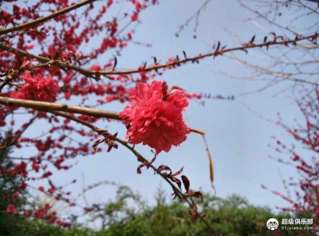 花树落花猜成语_落花图片唯美(2)